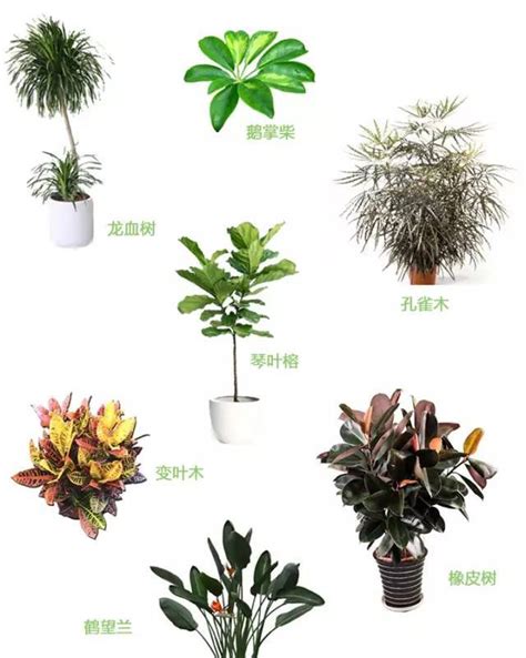 室内植物名称|室内植物